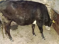 Kuh, Latvian Blue cattle — Foto 2