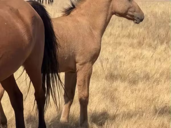 حصان, Kazakh horse