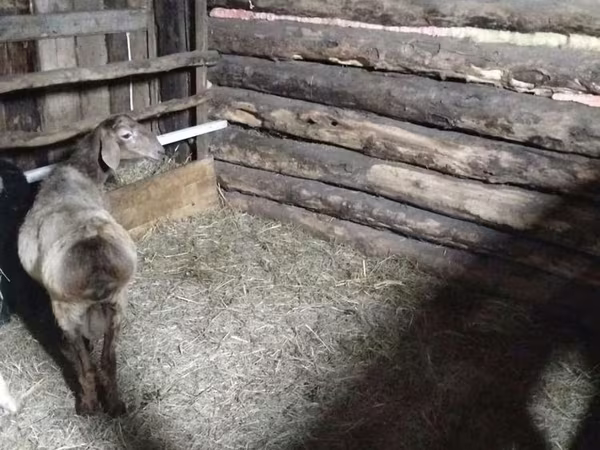 मेढ़ा, Arashan sheep