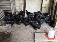 मेलीन — फ़ोटो 2