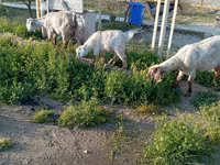 عنزة, الماعز — الصورة 6