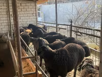 Oveja, Ovejas — foto 4