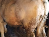 सांड, बेल्जियन नीली — फ़ोटो 2