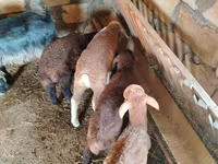 Cabra, Cabras — foto 7