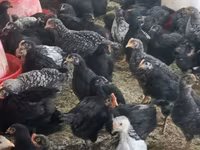 Chickens — फ़ोटो 3