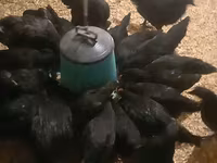 Australorp — Foto 4