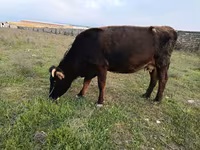 Bulle, Aberdeen-Angus — Foto 2