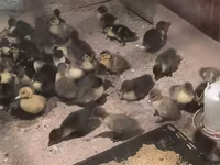 Ducks — Foto 2