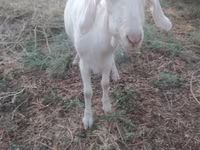 Cabra, Cabras — foto 2
