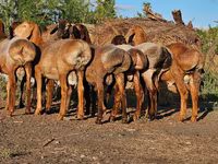 كبش, Hissar sheep — الصورة 3