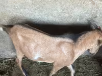公山羊, Nubian Goat — 照片 6