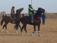 Caballos (lote, sexo no especificado), Caballos — foto 1