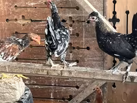Chickens — Foto 4