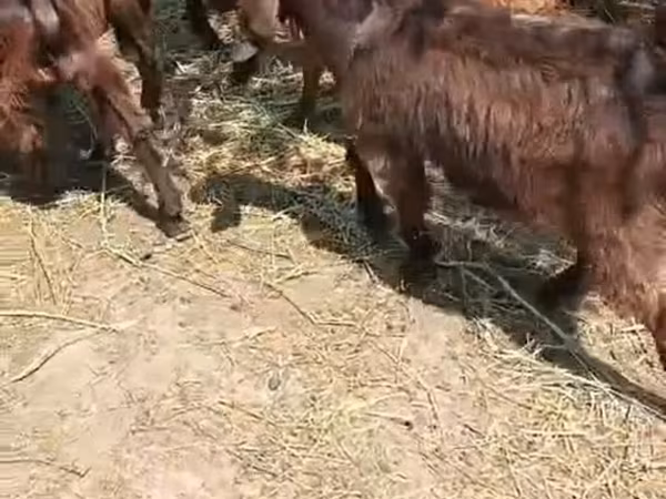 Козел, Кози