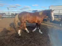 Caballo, Caballos — foto 3