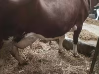 Kuh, Simmental cattle — Foto 1