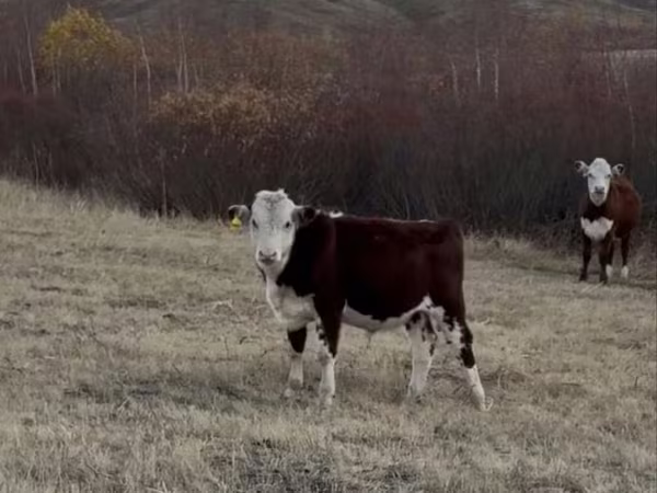 Bulle, Kasachische Weißkopfkuh