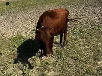 Kuh, Latvian Blue cattle — Foto 1