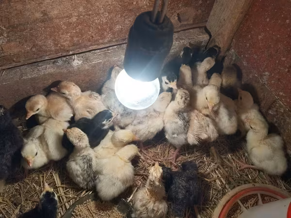 Turkeys