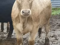 Cow, Hereford — photo 3