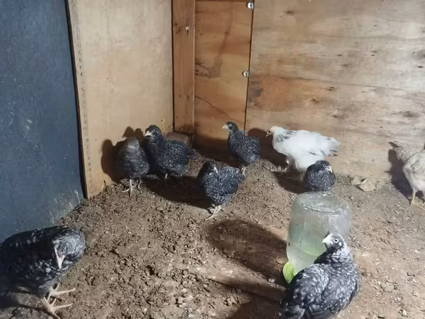 Chickens