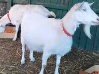 母山羊, Saanen goat — 照片 3
