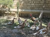 Blanca de pechuga ancha — foto 4