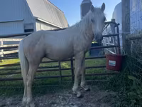 Aygʻir, Palomino — 2-rasm