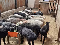 Ram, Sheep — photo 8