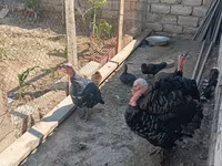 Turkeys — 1-rasm