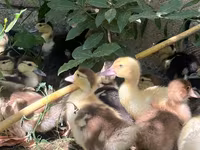 Ducks — foto 1