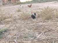 Chickens — foto 6