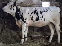 Kuh, Russian Black pied cattle — Foto 1