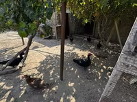 Ducks — 2-сурет