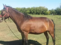 घोड़ी, Horse breed — फ़ोटो 3