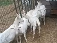 Goat, Saanen goat — photo 1