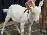 Goat, Alpine goat — photo 4