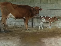 Vaca, Ganado vacuno — foto 1