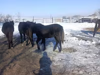Hengst, Yakutian horse — Foto 3