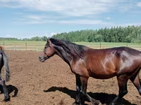 Hengst, Kushum Horse — Foto 2