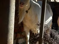 Ziege, Saanen goat — Foto 3