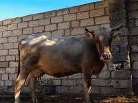 Vaca, Ganado vacuno — foto 1