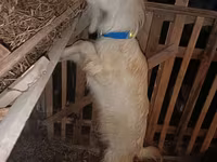 Ziege, Saanen goat — Foto 6