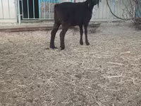 Ziegenbock, Ziegen — Foto 7