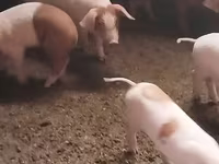 Schweine (Partie, Geschlecht nicht angegeben), Schweine — Foto 2