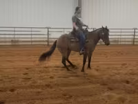 فرس, Quarter Horse — الصورة 6