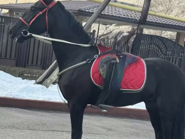 Madyan, Orlov Trotter