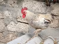 براهما — الصورة 4