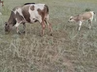 Vaca, Ganado vacuno — foto 4