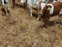 Toro, Vaca Limousin — foto 1